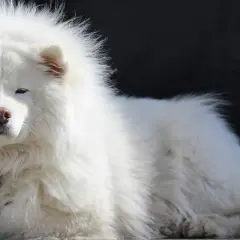 Un soffice cane bianco peloso riposa, con gli occhi socchiusi e un'espressione serena.