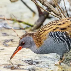 Un uccello dal piumaggio striato e grigio, con becco arancione, cerca cibo nell'acqua. Sembra l'animale più pulito del mondo, immerso nella natura.