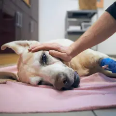 Un cane malato, con una zampa fasciata, riceve una carezza. La decisione su quanto costa sopprimere un cane è difficile.