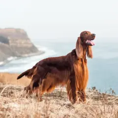 Splendido setter irlandese con folta pelliccia color mogano, in piedi su un promontorio erboso con il mare sullo sfondo.