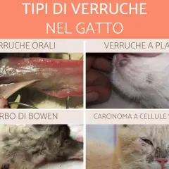 Tipi di verruca gatto: orali, a placche, Morbo di Bowen e carcinoma. Immagini mostrano diverse lesioni feline.