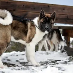 Un maestoso cane americano, con folto pelo bruno e bianco, posa fiero nella neve. Un altro cane americano è visibile sullo sfondo.