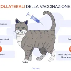 Effetti collaterali del vaccino gatto: disagio, gonfiore, febbre, letargia, scarso appetito, naso che cola o starnuti.