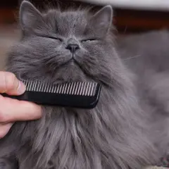 Un gatto grigio e peloso viene pettinato per sciogliere i nodi del pelo.