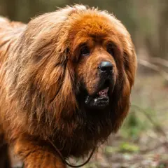 Un maestoso mastino tibetano con folta pelliccia color ruggine cammina in un bosco autunnale.