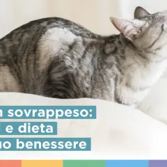 Gatto in sovrappeso: consigli e dieta per il suo benessere. Scopri come far dimagrire un gatto con la giusta alimentazione.