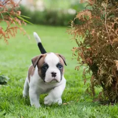 Dolce cucciolo di bulldog americano con occhi azzurri corre sull'erba tra cespugli autunnali.