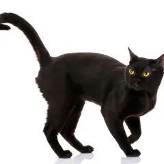 Un elegante Bombay cat nero con occhi dorati, in posa su sfondo bianco.