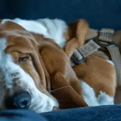 Un cane basset hound dorme profondamente, forse dopo 12 ore senza fare pipì. Le sue lunghe orecchie sono appoggiate su un morbido cuscino.