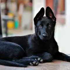 Un cucciolo di nero focato cane, con occhi ambrati e orecchie dritte, riposa su un pavimento piastrellato.