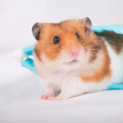 Un criceto dal pelo tricolore spunta da un sacchetto azzurro. Impara come capire se un criceto è maschio o femmina osservando le sue caratteristiche.