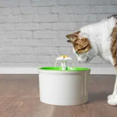 Gatto curioso beve da una fontanella per gatti. Valutiamo i pro e contro di questo accessorio per felini.