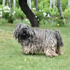 Un magnifico pastore ungherese con il suo pelo lungo e cordato, in piedi sull'erba verde, con alberi e viti sullo sfondo.