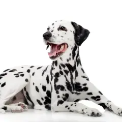 Un dalmata con macchie nere su sfondo bianco, sdraiato e con la bocca aperta, sembra felice. La sua altezza è perfetta per un cane di razza.