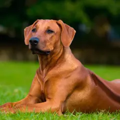 Rhodesian Ridgeback, un cane imponente, con la sua cresta distintiva, sembra vigile sull'erba. Nonostante la sua stazza, il suo sguardo è calmo, smentendo ogni idea di un Rhodesian Ridgeback pericoloso.