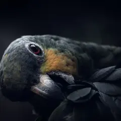 Primo piano di un pappagallo con occhio rosso acceso. Le piume scure e arancioni creano un contrasto drammatico.