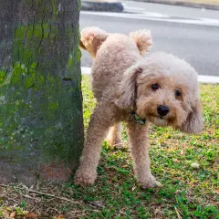 Un barboncino marrone impara come insegnare al cane a fare i bisogni fuori, vicino a un albero muschioso.