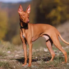 Un elegante cirneco dell'Etna, con le sue grandi orecchie dritte, osserva attentamente l'ambiente circostante in una giornata autunnale.