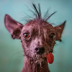 Un cane senza pelo, forse la prima razza di cane al mondo, con la lingua fuori e un ciuffo ribelle.