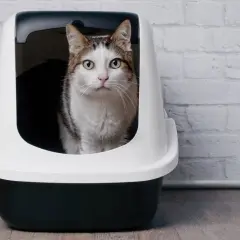 Gatto in lettiera, preoccupato per feci molli e maleodoranti. La cura è importante per il suo benessere.