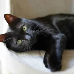 Gatto nero con occhi verdi sdraiato su una lettiera morbida, tra i vari tipi di lettiera per gatti, sceglie quella più comoda.