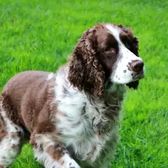 Un elegante springer spaniel marrone e bianco, con pelo ondulato, osserva attentamente su un prato verde brillante.