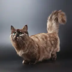 Un adorabile gatto bassotto con pelo folto e occhi verdi smeraldo, posa con la coda vaporosa sollevata.