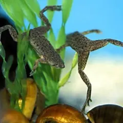 Due rane acquatiche nuotano tra piante verdi e lumache. Questo è il loro mondo, dove vive la rana.