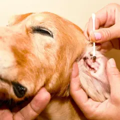 Pulizia delle orecchie di un cane per curare la rogna acari. Un cane dorato con un cotton fioc nell'orecchio.