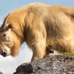 Un maestoso takin dorato, uno degli animali della Cina, si erge su una roccia con il cielo azzurro sullo sfondo.