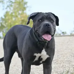 Un possente cane da guardia dal pelo grigio scuro, con una macchia bianca sul petto, guarda con attenzione.