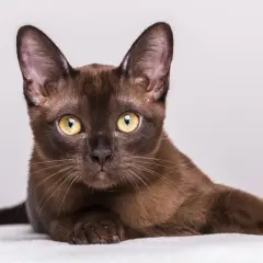 Un elegante gatto burmese dal manto color cioccolato, con occhi dorati penetranti, posa con grazia su uno sfondo chiaro.