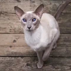 Un elegante gatto orientale con occhi blu intenso guarda verso l'alto, seduto su assi di legno grezzo.