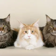 Tre magnifici Maine Coon, simili a una lince domestica, posano fianco a fianco con occhi penetranti e folti mantelli.