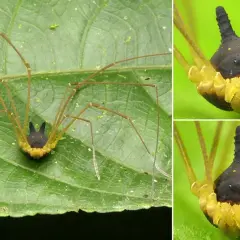 Un ragno Metagryne bicolumnata, con il suo corpo nero a forma di corno e zampe lunghe e sottili, riposa su una foglia verde.