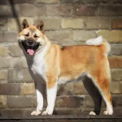 Un maestoso akita americano gigante, con il pelo fulvo e bianco, sorride con la lingua fuori, appoggiato su un muretto davanti a un muro di mattoni.