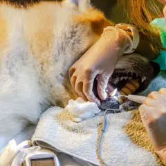 Un cane sotto anestesia viene curato dai denti da un veterinario.