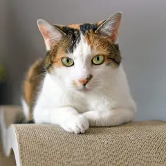Un adorabile gatto calico con occhi verdi luminosi riposa su un tiragraffi.