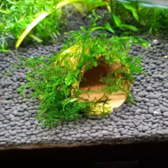 Un tronco ricoperto di muschio di Java, un rifugio verde per piccoli pesci in un acquario.