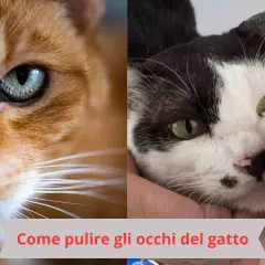 Due gatti, uno arancione e uno bianco e nero. Una mano pulisce delicatamente l'occhio del gatto bianco e nero. Impara come pulire gli occhi del gatto.