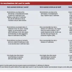 Guida vaccinazioni cani: cuccioli da 4 settimane, adulti da 6 settimane. Vaccini raccomandati per diverse età.