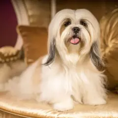 Un adorabile shih tzu con folta pelliccia bianca e nera siede su una sedia dorata, con la lingua fuori.