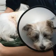 Cane con collare elisabettiano, ferita sul fianco, forse un morso di cane. Riposa su una coperta verde.