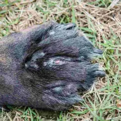 Zampa di cane con segni di pododermatite, arrossamento e lesioni visibili tra le dita.