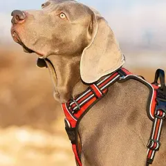 Cane Weimaraner con pettorina rossa, ideale per passeggiate sicure. Meglio collare o pettorina? La pettorina offre più comfort e controllo.