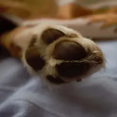 Zadbaj o łapki swojego psa z domową kremem na polpastrelli cane fai da te.