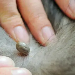 Dita che afferrano una zecca sul pelo di un cane. Guida su come togliere una zecca al cane in sicurezza.