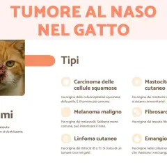 Gatto con tumore al naso, con sintomi e tipi di tumore elencati: carcinoma, melanoma, linfoma, mastocitoma, fibrosarcoma, emangiosarcoma.