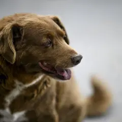Un cane marrone con un'espressione saggia, forse il cane più vecchio del mondo, guarda con attenzione.