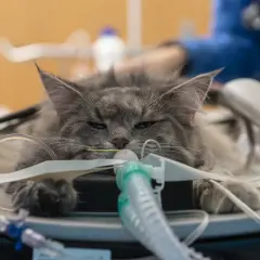 Gatto grigio con tubi medici, forse in cura per un linfoma.